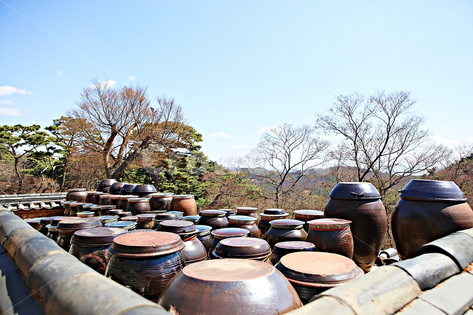 항아리,장독대,독,풍경,자연,장,배경,먹거리,음식,식자재,한국전통,한국문화,korean traditional,korean culture,사물,물건,오브젝트,thing,object,matter