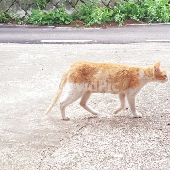 고양이,마당,바닥,옆모습,길고양이