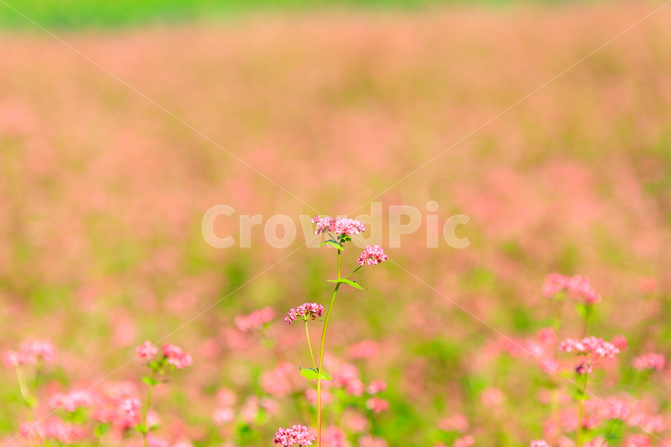 메밀,핑크색,담홍색,농촌,메밀꽃,꽃잎,색깔,화려한,꽃,식물,자연,plants,nature,꽃,flower
