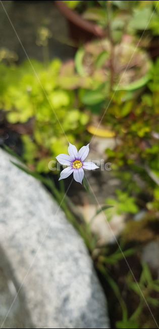 보라색꽃,야생화,청초한꽃,꽃한송이,보라색야생화