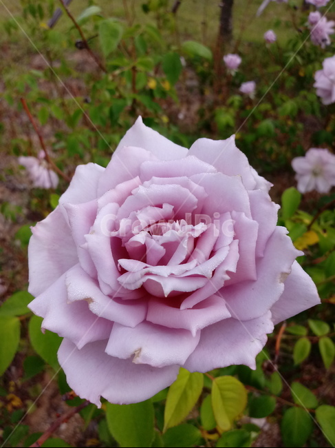 장미,장미꽃,플라워,식물,flower,로즈