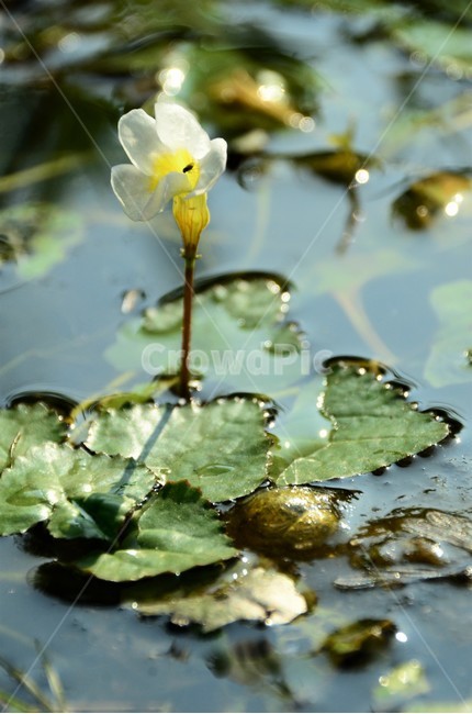 다섯가시수염마름꽃,참깻과,희소식물,침수성,여러해살이풀,물풀,식물,자연,plants,nature,꽃,flower