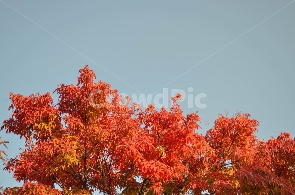 가을,풍경,식물,하늘,비비드,가을,계절,fall,autumn,season,식물,자연,plants,nature,나무,trees,wood,leaf,잎,plant,tree