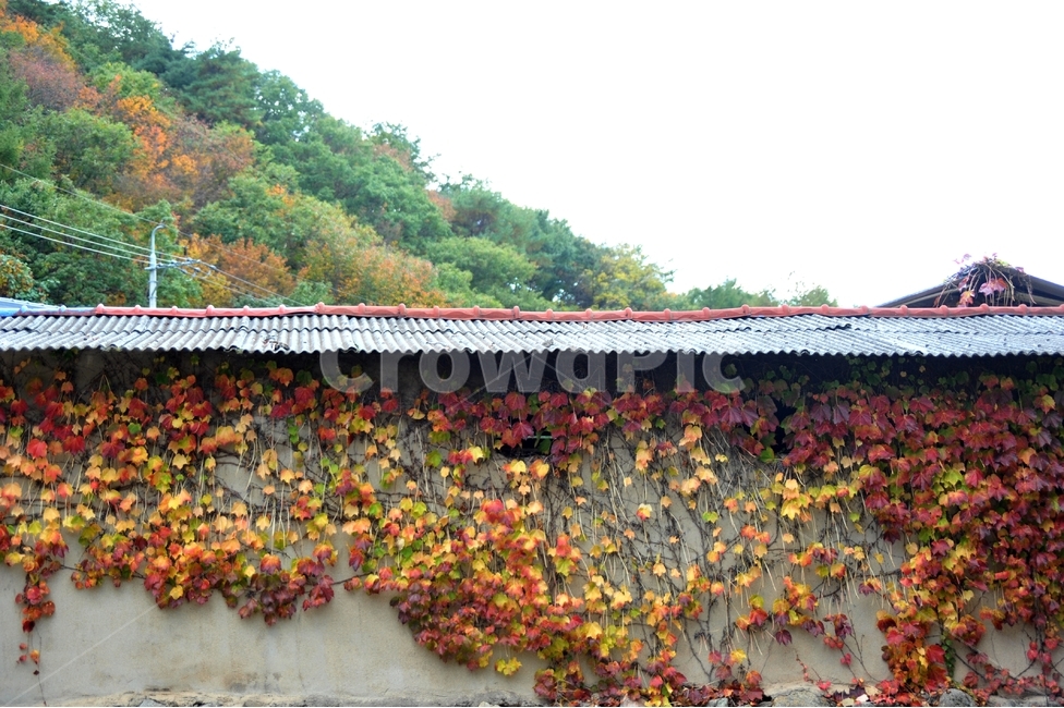 가을,단풍,계절,마을,스레트,지붕,시골마을,스레트지붕,벽,담벼락,담쟁이,식물,가을,계절,fall,autumn,season,plant