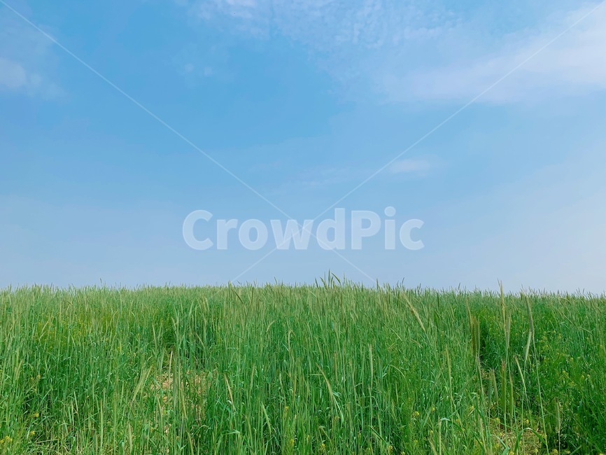 field,들,nature,목초지,outdoors,청보리,하늘,sky,청량함,자연,식물,plant