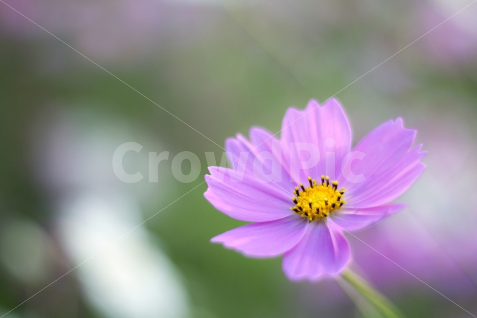 풍경,꽃,코스모스,한송이,보라색,가을,계절,fall,autumn,season,식물,자연,plants,nature,꽃,flower,감성,sensible,feeling,plant