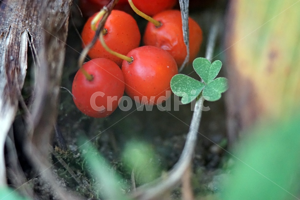 클로버,열매,자연,녹색,clover,nature,green,식물,자연,plants,nature,과일,열매,fruit