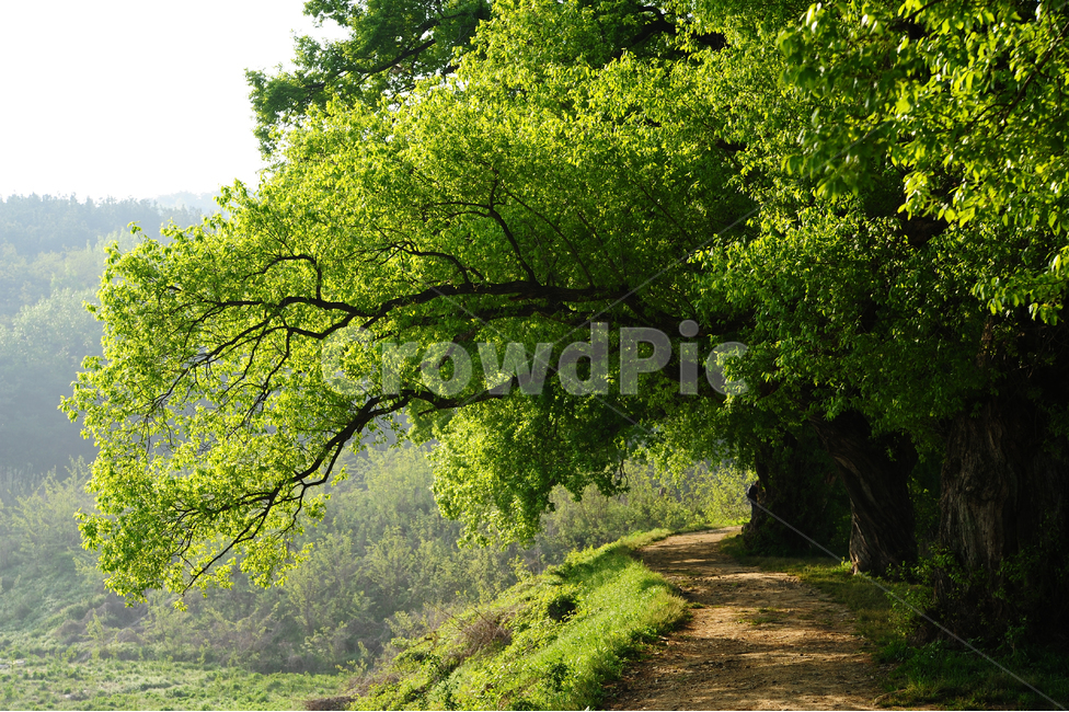 봄,경상북도,경산,반곡지,길,녹음,초록,봄,계절,spring,season,여름,summer,자연,풍경,nature,landscape,tree,나무,plant,식물,tree trunk,나무 줄기