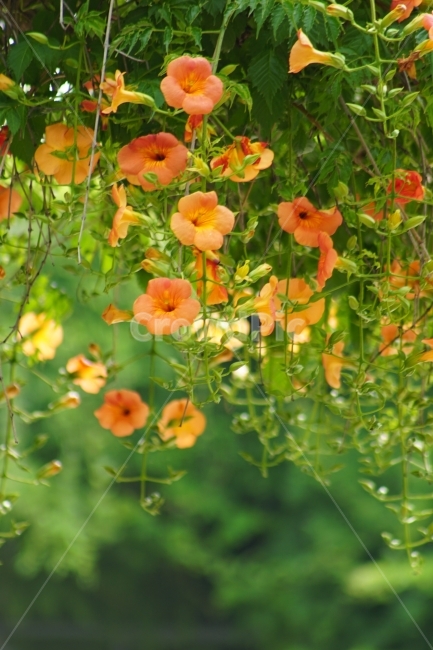 부천중앙공원,능소화,공원,꽃,풍경,식물,자연,plants,nature,꽃,flower