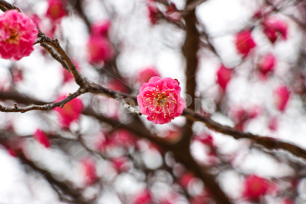 홍매화,벚꽃,식물,꽃,봄,식물,자연,plants,nature,꽃,flower
