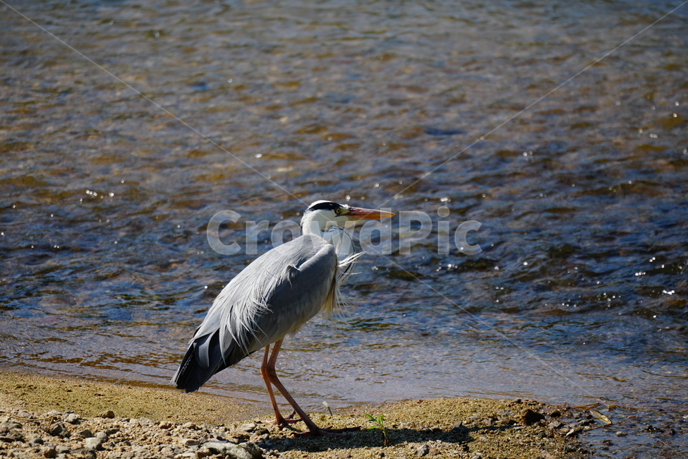 왜가리,새,동물,조류,bird,animal,서울,중랑천,강,흐르는물,자연,nature,풍경,landscape,6월,여름,river,하천,june,seoul,강변,summer,강가,모래사장,철새,동물,animal,조류,새,birds