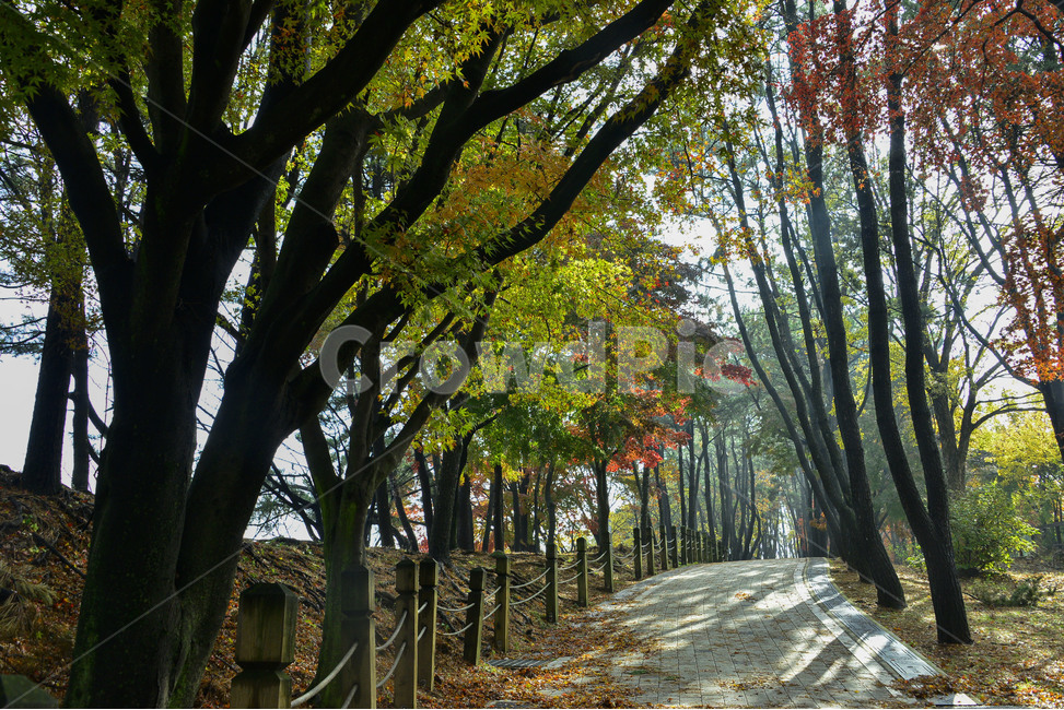 plant,식물,tree,나무,자연,숲길