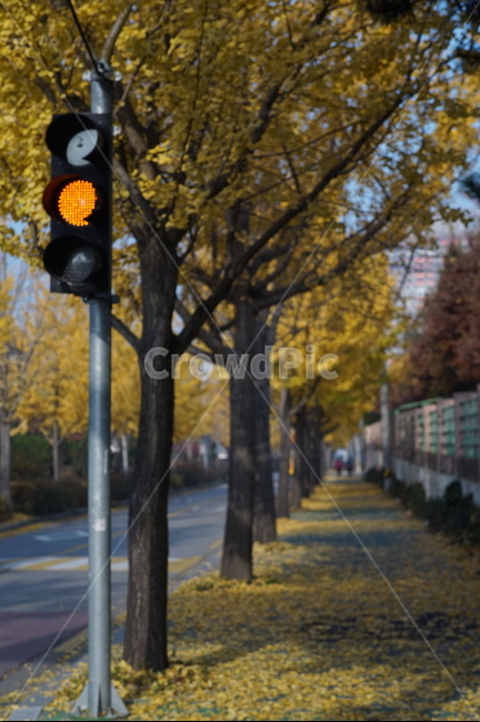 신호등,trafficlight,빛,은행잎,가을,가을,계절,fall,autumn,season,traffic light,light