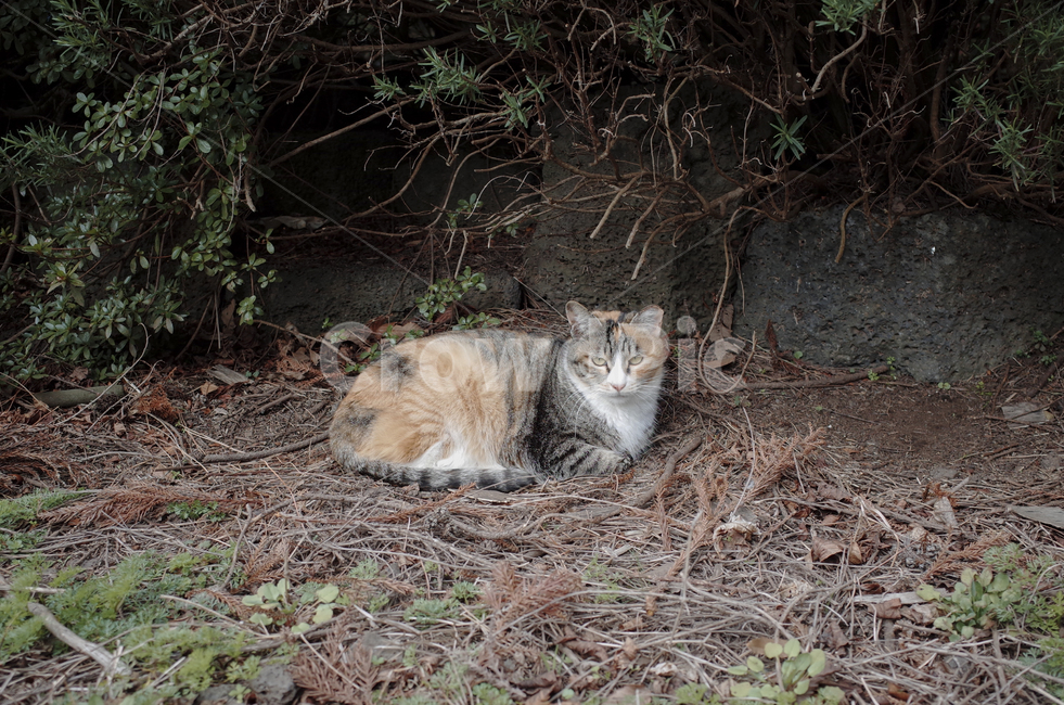 고양이,cat,동물,animal,포유류,mammal,길고양이,얼룩고양이,삼색고양이