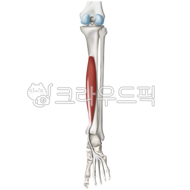 근육학, 근육, muscle, anatomy, 의학, 사진,이미지,일러스트,캘리그라피 - Nchuccida작가