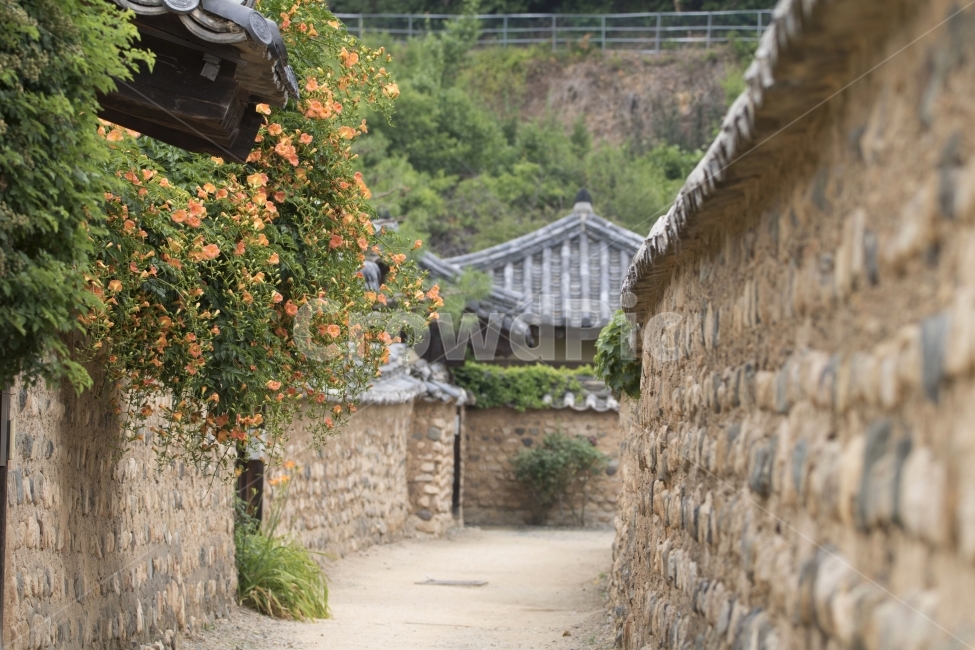 능소화,고택,흙담,꽃,전통가옥,사진,단독사진,디자인,소스,포토,사진자료,배경,배경사진,풍경,자연,환경,실외,낮,식물,봉오리,꽃봉오리,잎,꽃잎,봄꽃,6월,7월,꽃밭,아웃포커스,접사,근접,돌담,기와,고풍,초록,주황,동양,아시아,시골,한국전통,전통문화,여름,오렌지색,한국전통,한국문화,korean traditional,korean culture,식물,자연,plants,nature,꽃,flower