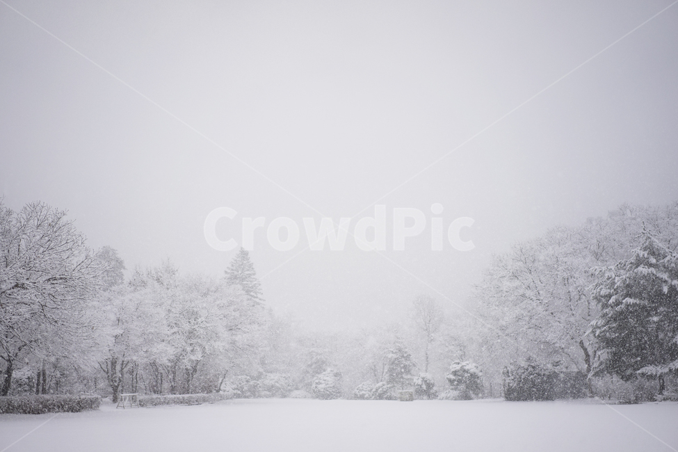 첫눈,겨울,눈,겨울수목원,눈꽃,계절,winter,snow,겨울,계절,winter,season,자연,풍경,nature,landscape,outdoors,옥외,blizzard,눈보라,storm,폭풍