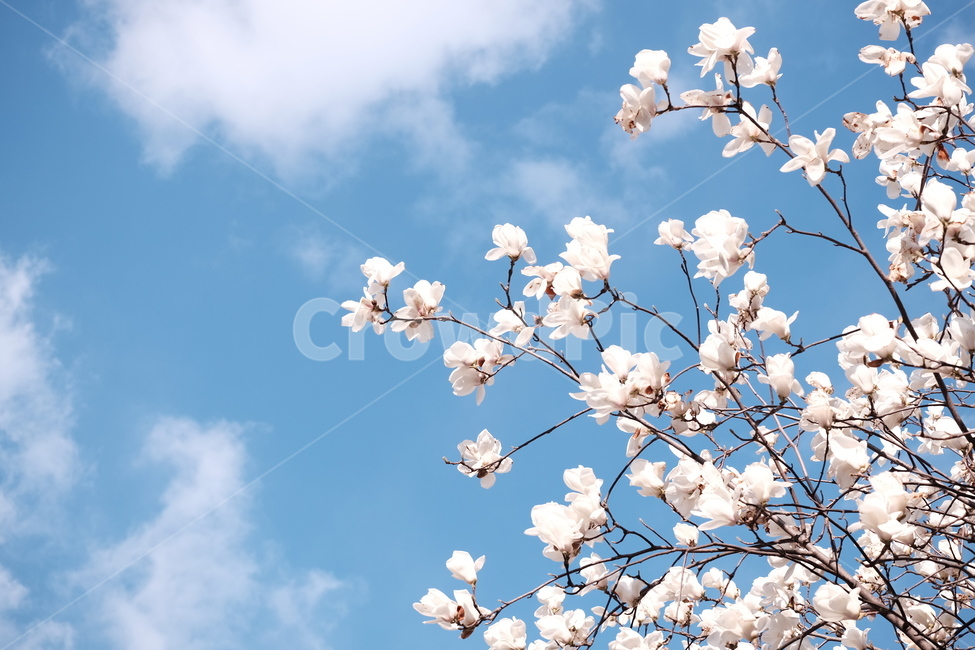 magnolia,목련,백목련,봄꽃,spring,flower,flowers,봄,하늘,봄,계절,spring,season,식물,자연,plants,nature,꽃,flower,plant,blossom