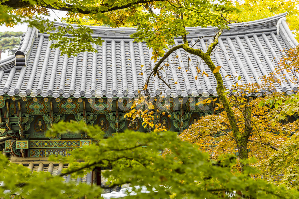 길상사,사찰,기와,기와지붕,감나무,감,단풍,가을,지붕,roof,만추,전통가옥,한옥,한국전통,한국문화,korean traditional,korean culture,건축물,건물외관,exterior,building,structure,architecture,construction