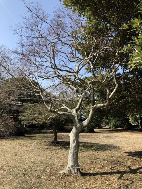 tree,나무,plant,식물,나무줄기