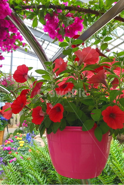 flower,꽃,plant,식물,화분,빨강,식물,자연,plants,nature,꽃,flower