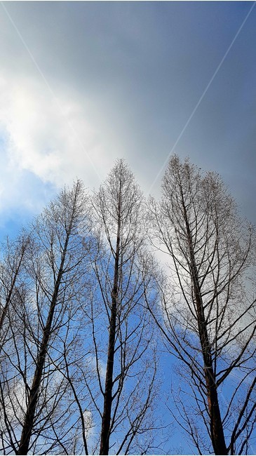 나무,하늘,풍경,구름,자연,자연,풍경,nature,landscape,식물,plants,나무,trees,wood,tree,plant