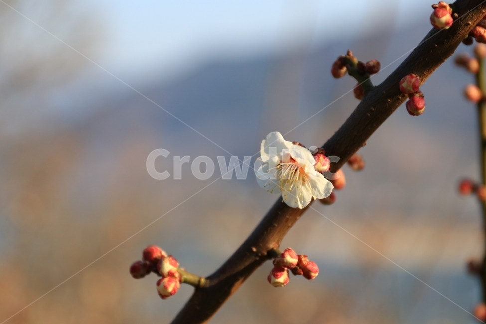 매화,꽃,매실꽃,봄,봄꽃,풍경,접사,식물,자연,plants,nature,꽃,flower