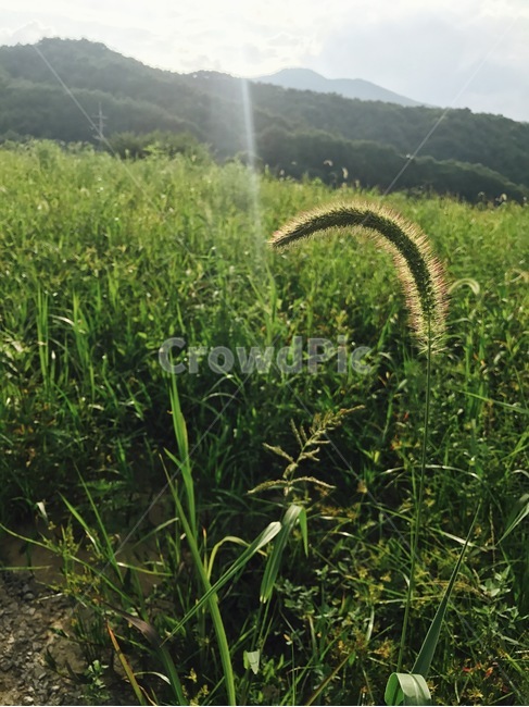 여름,강아지풀,풀,햇살,자연,초록,식물,자연,plants,nature