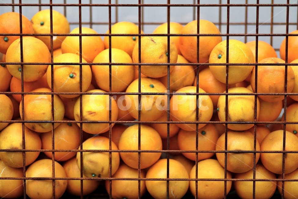 과일,오렌지,orange,노란색,yellow,fruit,음식,식재료,요리,food,cook,meal,dishes,food reserves,과일,열매,fruit