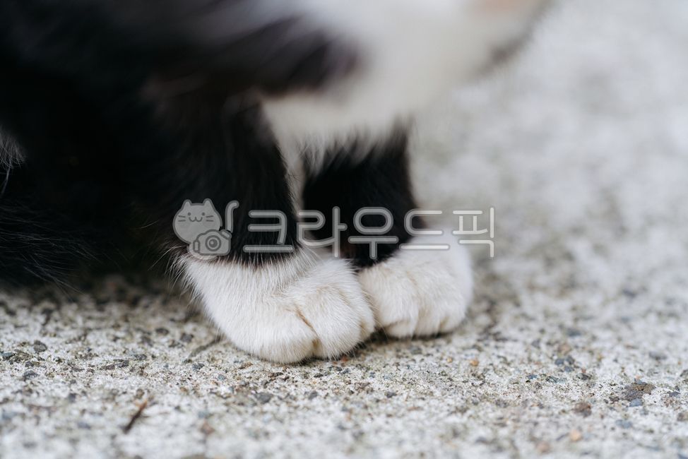 cat,cat paw,animal,cat paw,cat
