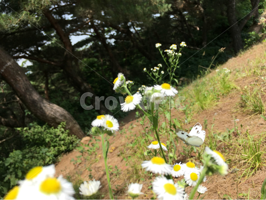 꽃,자연,식물,산,야생화,나비,flower,nature,plant,mountain,wildflower,summer,butterfly,여름,식물,자연,plants,nature,꽃,flower,동물,animal,곤충,벌레,insect,bug