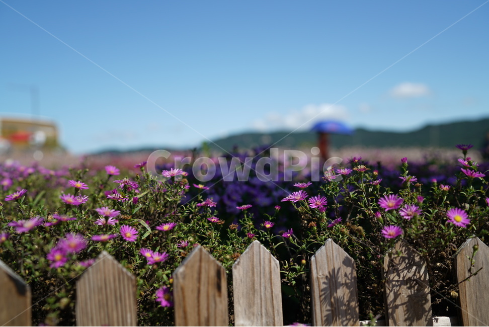 보라,꽃,꽃밭,하늘,봄,식물,자연,plants,nature,꽃,flower