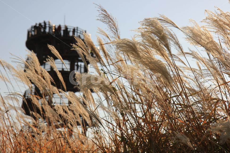 갈대,가을,autumn,reed,nature,자연,식물,계절,풍경,fall