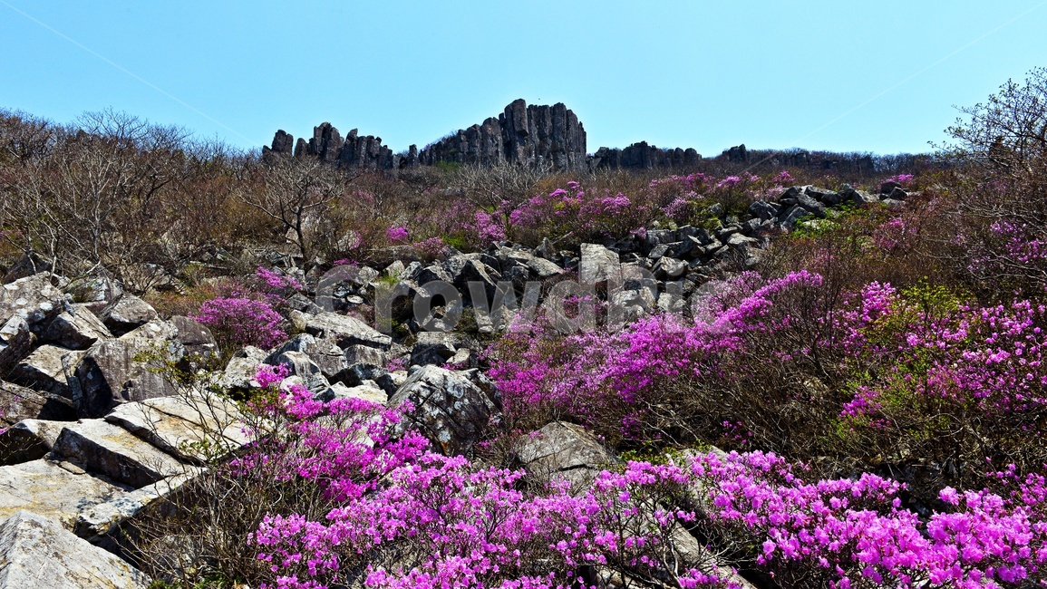 광주,무등산,무등산봄,봄,계절,서석대,입석대,주상절리대,철쭉,철쭉꽃,군락,철뚝군락,경치,경관,풍경,plant,식물,blossom,flower,꽃,outdoors,옥외,purple,보라색,nature,자연