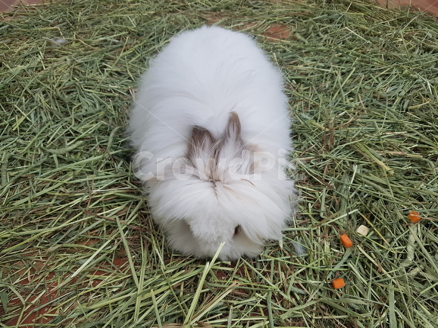 토끼,장모토끼,장모,짚,풀,털토끼,자연,생명,생물,동물,animal,포유류,mammal