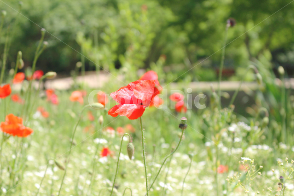 양귀비,꽃,자연,빨강,감성사진,red,flower