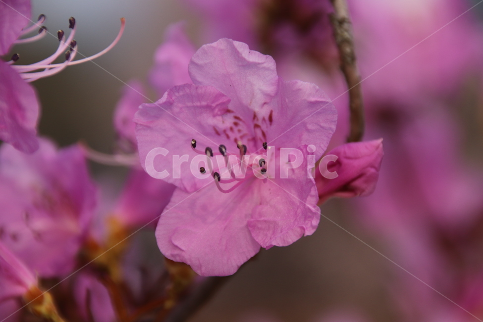 진달래,참꽃,꽃,진달래꽃,자연,봄,계절,spring,season,식물,자연,plants,nature,꽃,flower,geranium,제라늄,plant,blossom