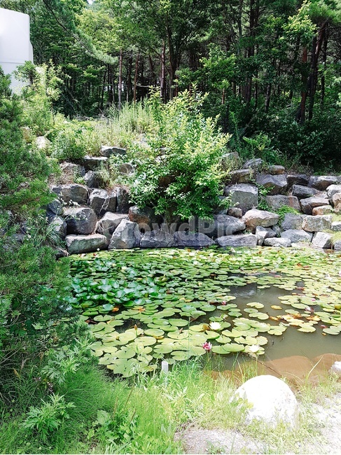 연꽃,풀,연못,산,나무,자연,풍경,nature,landscape,water,물,outdoors,옥외