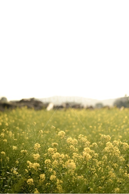 유채꽃,제주도,산방산,풍경,꽃,노란색,봄,계절,spring,season,자연,풍경,nature,landscape