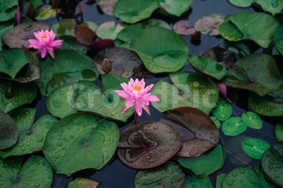 여름,비오는날,빗방울,수련,감성,식물,자연,plants,nature,꽃,flower
