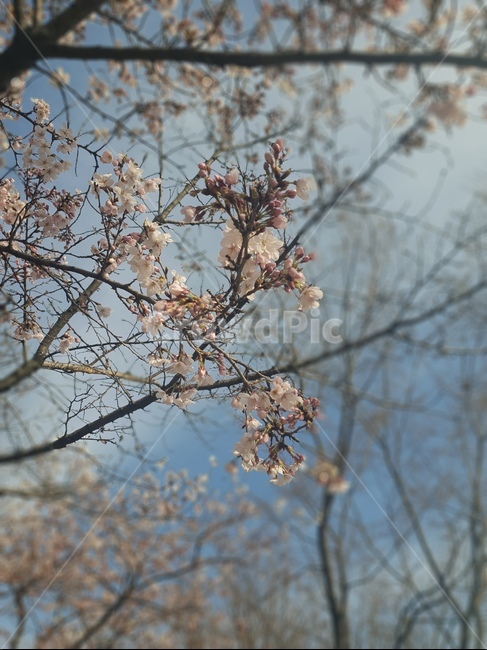 벚꽃,꽃,분홍색,예쁜,봄