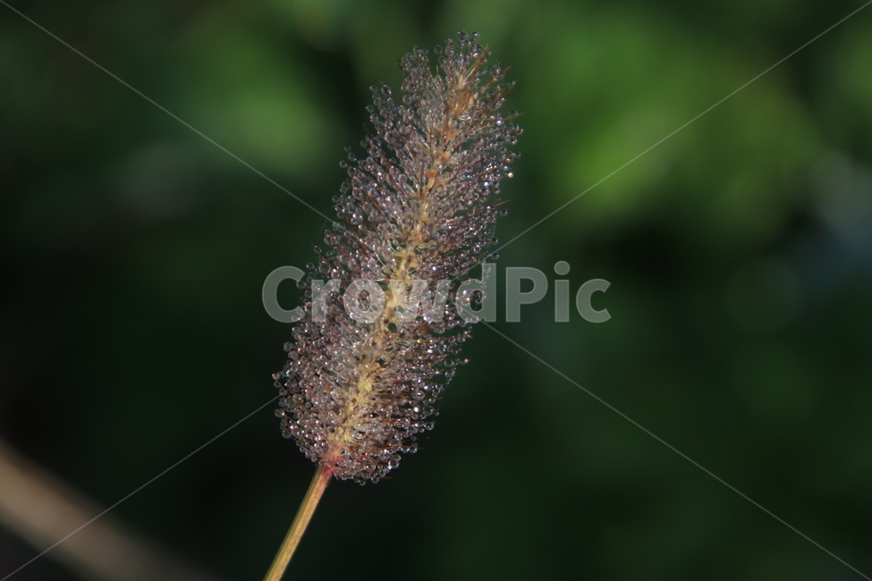 plant,식물,grass,잔디,이슬,새벽,맺힘,아침,식물,자연,plants,nature