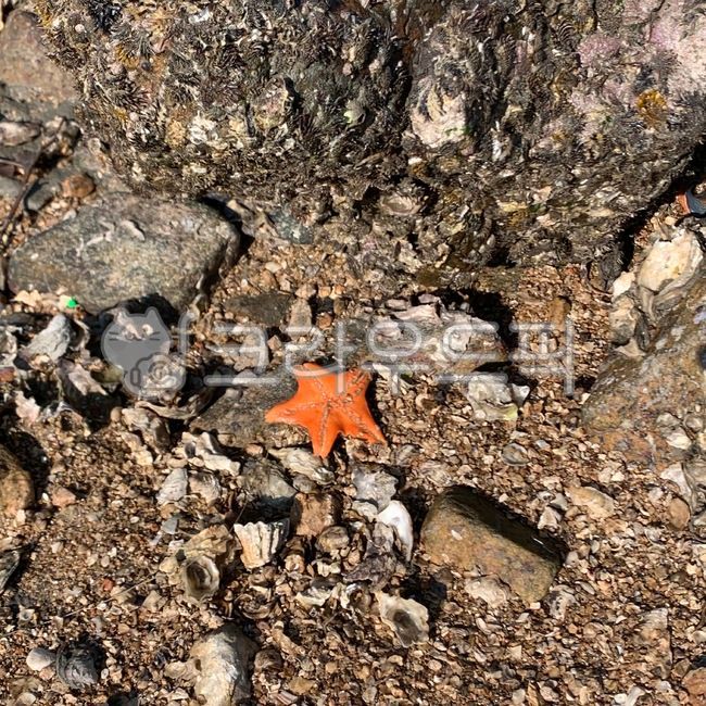 echinoderm,Somuui Island,fat,starfish