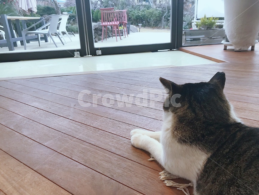 wood,나무,cafe,cat,카페,고양이,jeju,동물,animal,포유류,mammal,고양이,cat,kitten,kitty