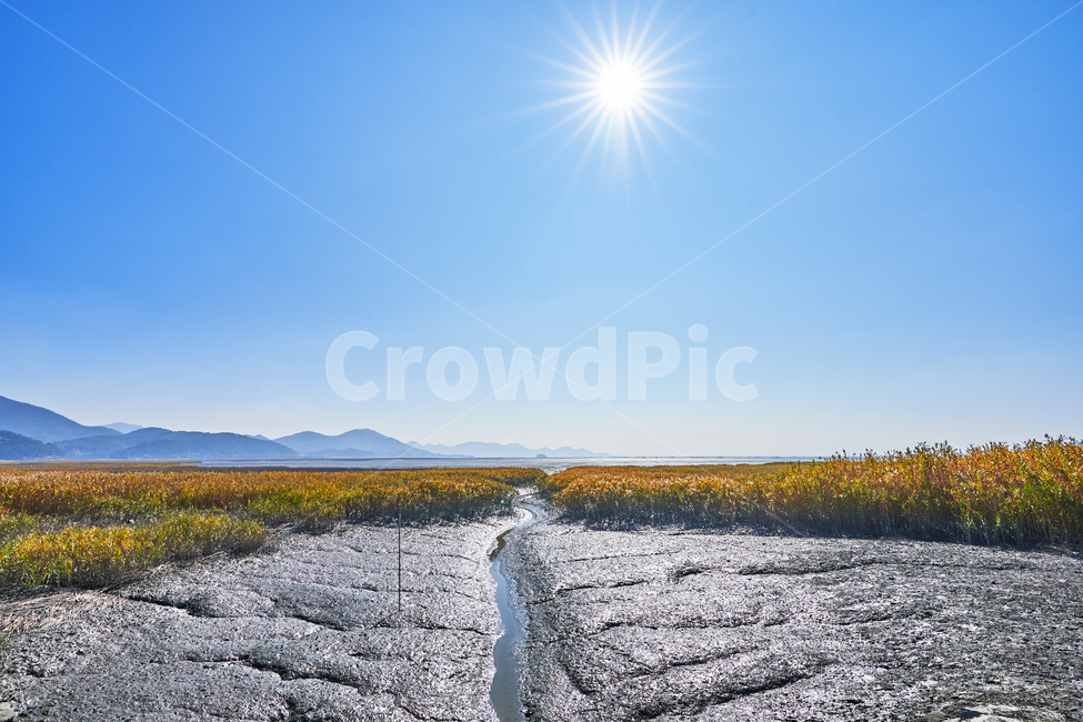 Suncheon,sky,Suncheon Bay Wetland,Reed,nature,Suncheon Bay,sight,autumn,sun,marsh,reed field