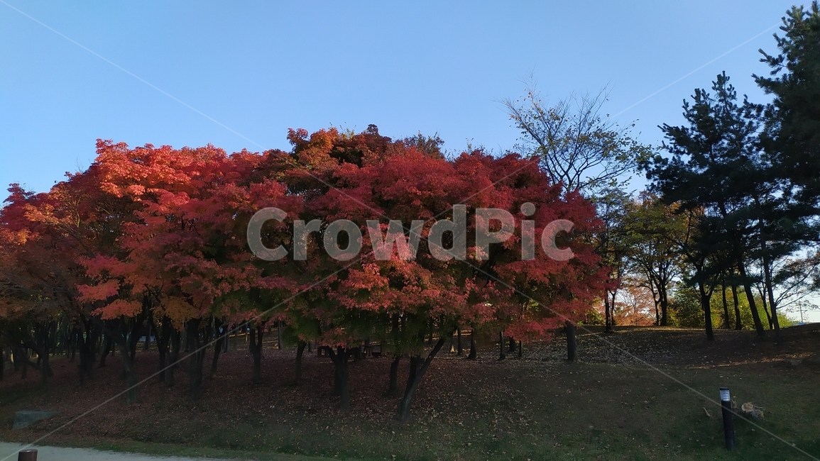 가을,tree,단풍,maple,plant,식물,잎,leaf,가을,계절,fall,autumn,season,자연,풍경,nature,landscape,나무