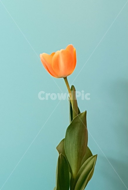 plant,식물,blossom,꽃,튤립