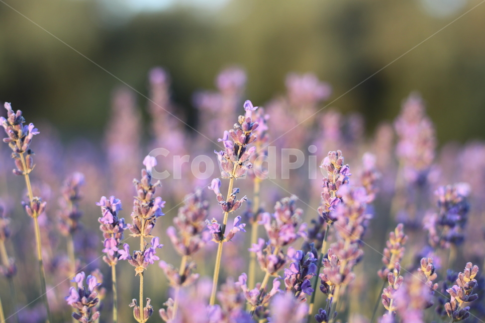 라벤더,lavender,꽃,허브,식물,식물,자연,plants,nature,꽃,flower
