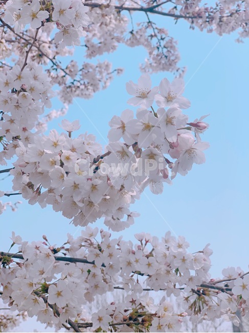 벚꽃놀이,벚꽃축제,벚꽃,벚나무,blossom,cherryblossom,봄