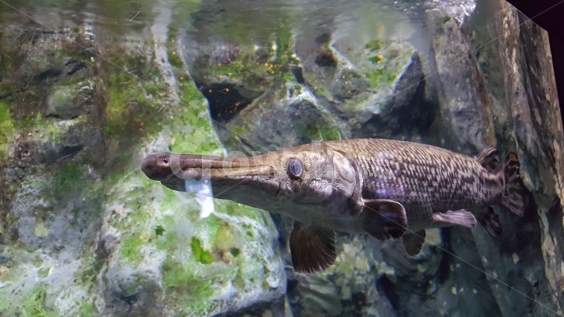 물고기,fish,aquarium,아쿠아리움,수족관